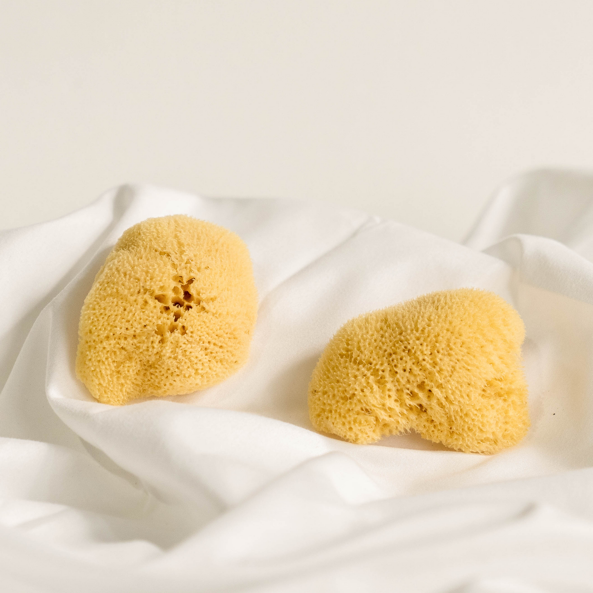 Natural Fine Silk Sea Sponge - Ecosophist